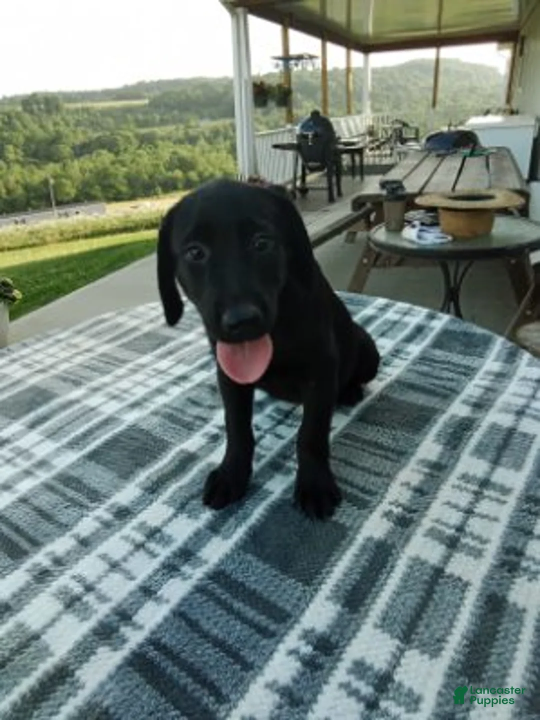 Labrador Retriever dogs for sale: Max - Ad 1