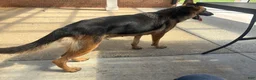 German Shepherd dogs for sale: Jemma  - Ad 8