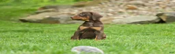 Doberman Pinscher dogs for sale:  Delilah (Red Rust)🐶 - Ad 14