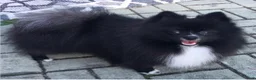 Pomeranian dogs for sale: Pomeranian Puppy 1 - Ad 11