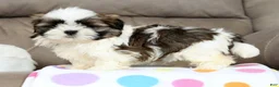 Shih Tzu dogs for sale: Marshall - Ad 4