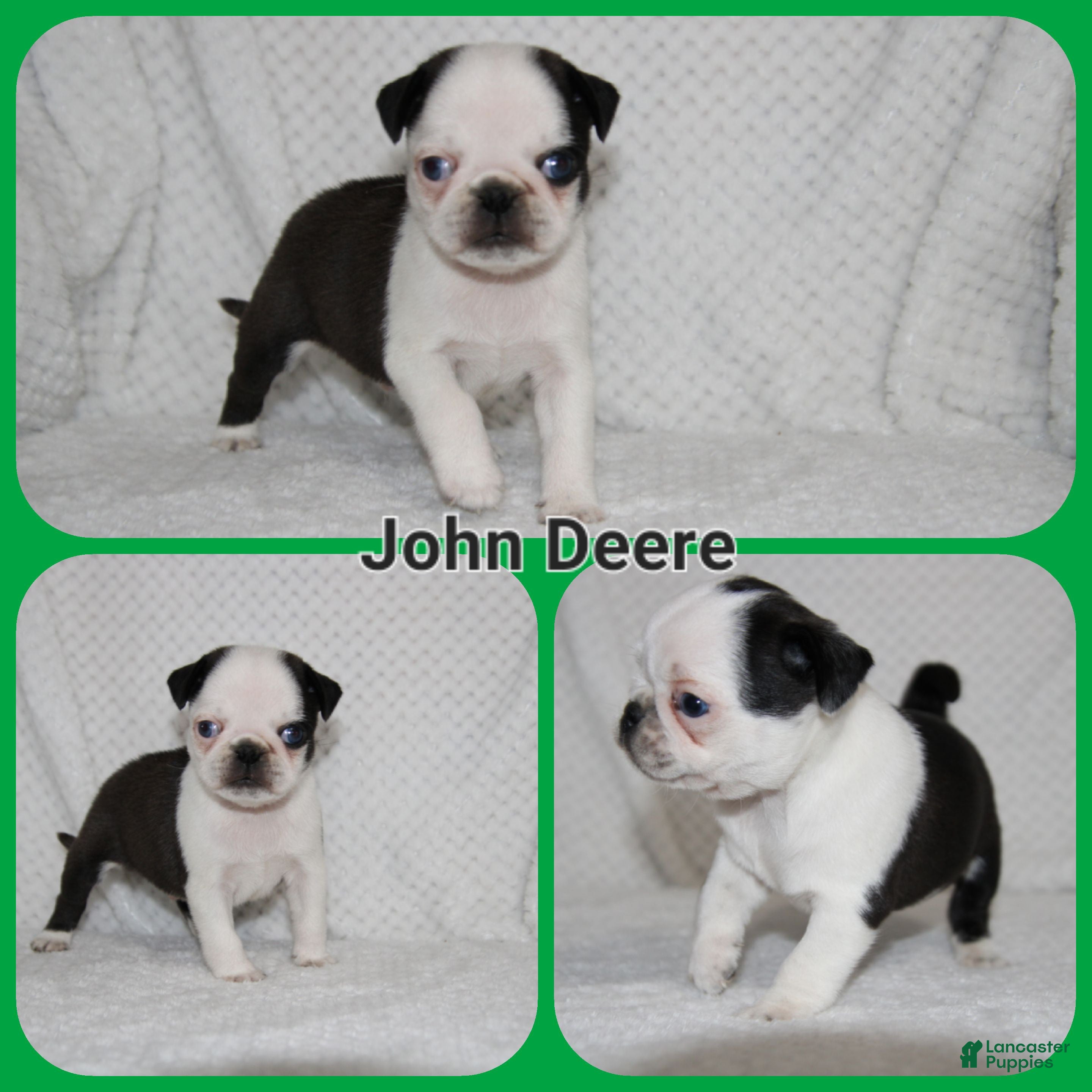 Pug dogs John Deere - Ad 22