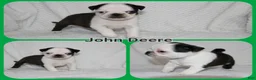 Pug dogs for sale: John Deere - Ad 1