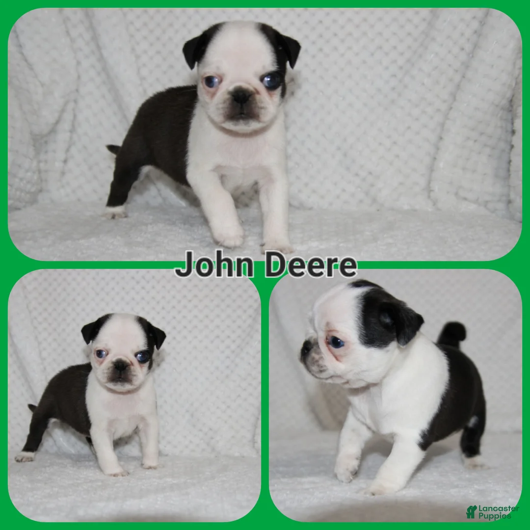 Pug dogs for sale: John Deere - Ad 1