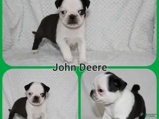 Pug dogs John Deere - Ad 22