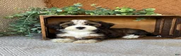Havanese dogs for sale: Lindy - Ad 3