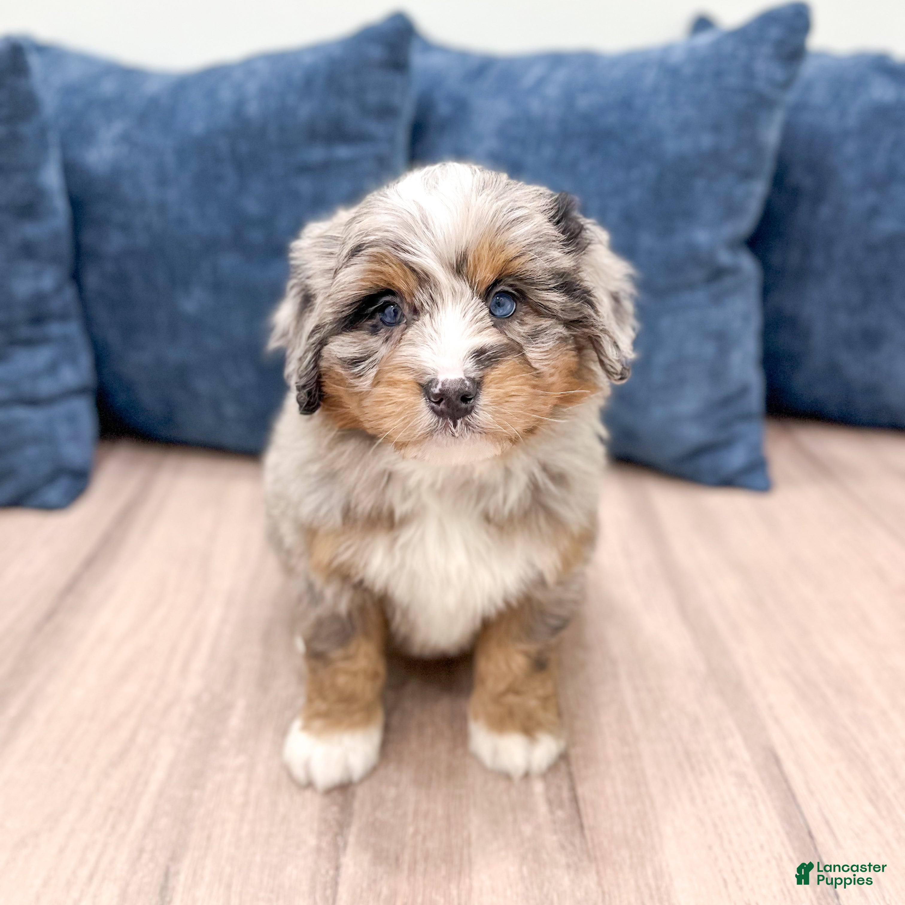 Mini Bernedoodle dogs Ranger - Ad 2