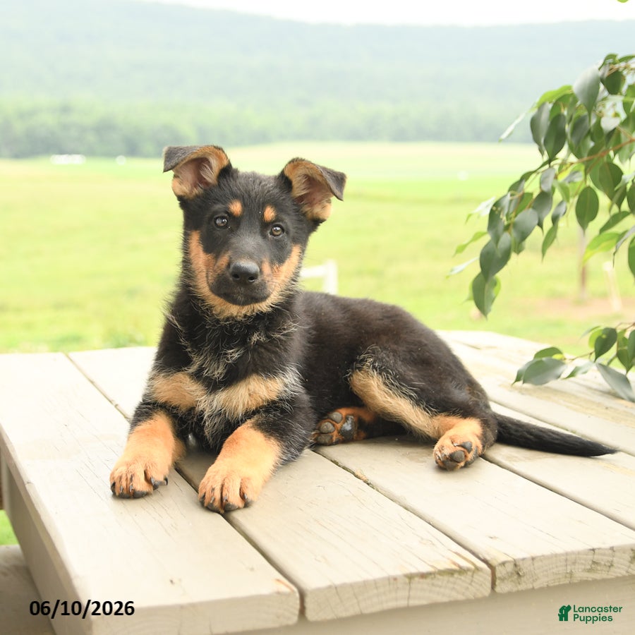 German Shepherd dogs Piper - Ad 2