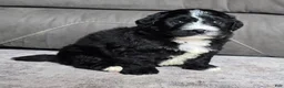 Mini Bernedoodle dogs for sale: Mini Blaze - Ad 10
