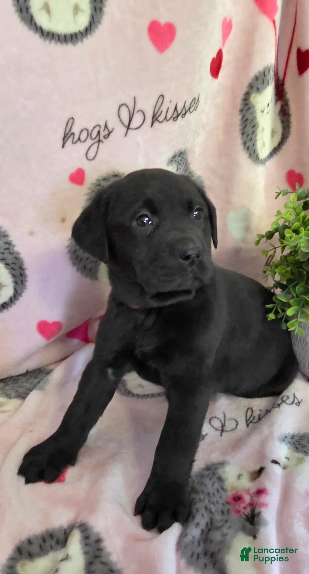 Labrador Retriever dogs for sale: Lucy - Ad 2