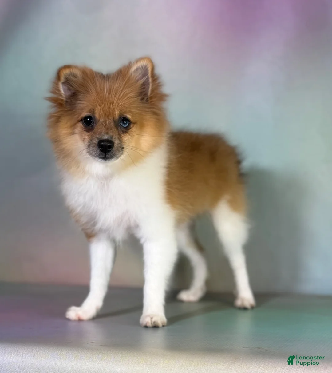Pomeranian dogs for sale: ACA speckles partial blue eye - Ad 8