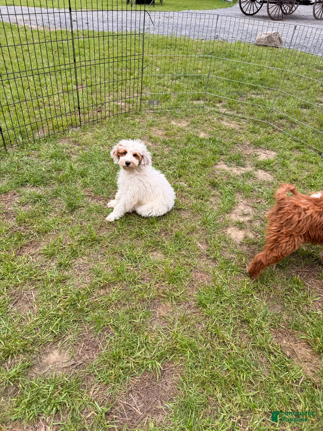 Mini Goldendoodle dogs for sale: Dixie - Ad 2