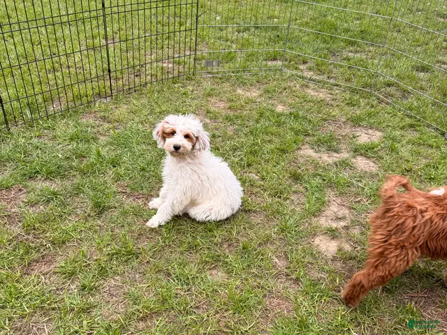 Mini Goldendoodle dogs for sale: Dixie - Ad 2