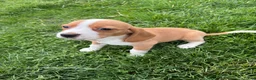 Beagle dogs for sale: Goldie - Ad 4