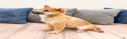 Shiba Inu dogs for sale: Lukas - Ad 2