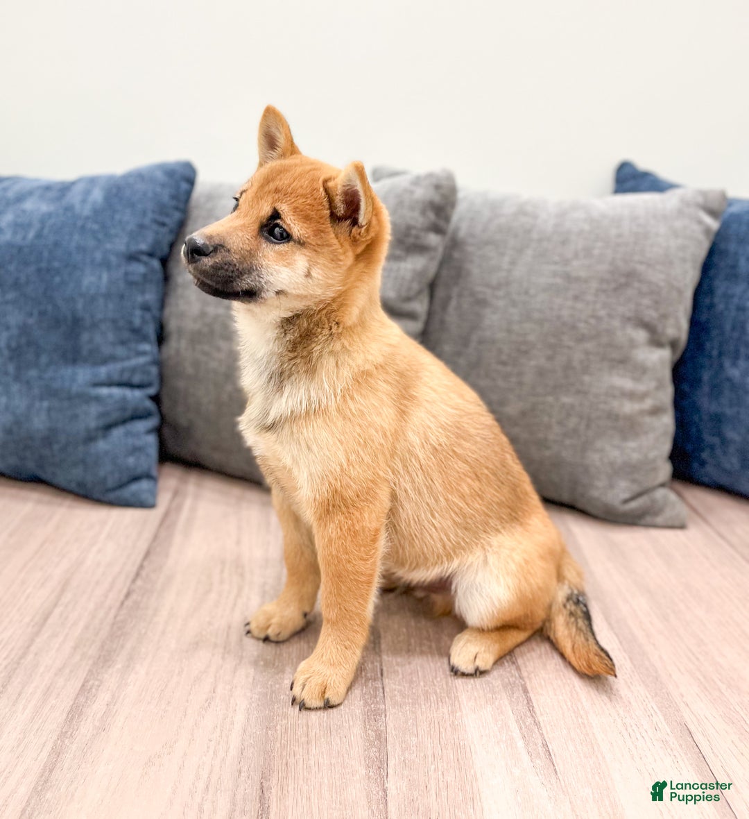 Shiba Inu dogs for sale: Lukas - Ad 2