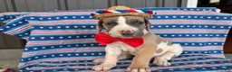 Great Dane dogs for sale: Parker Great Dane  - Ad 3