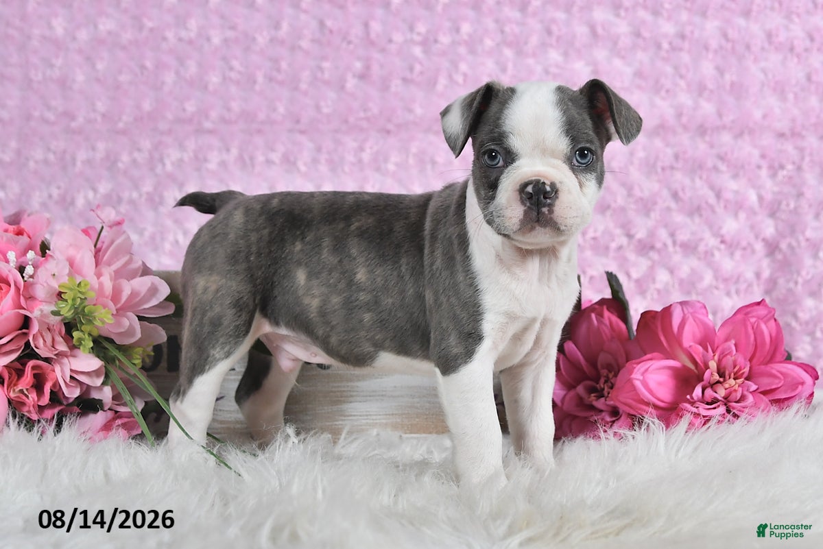 Frenchton dogs Bingo - Ad 1