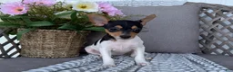 Toy Fox Terrier dogs for sale: Twinkie - Ad 1