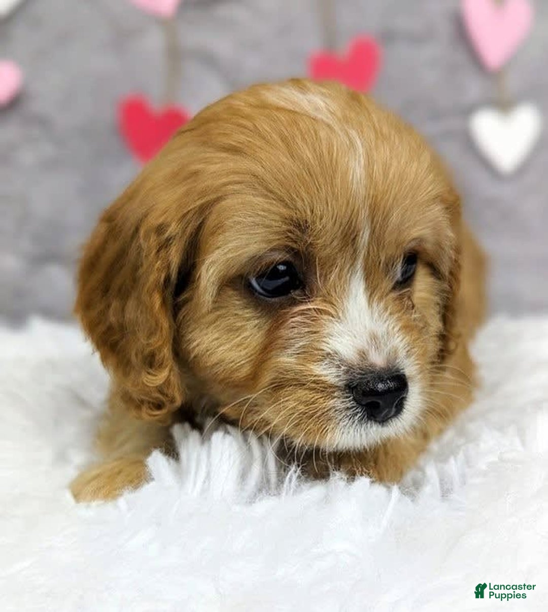 Gallery Image {{count}}