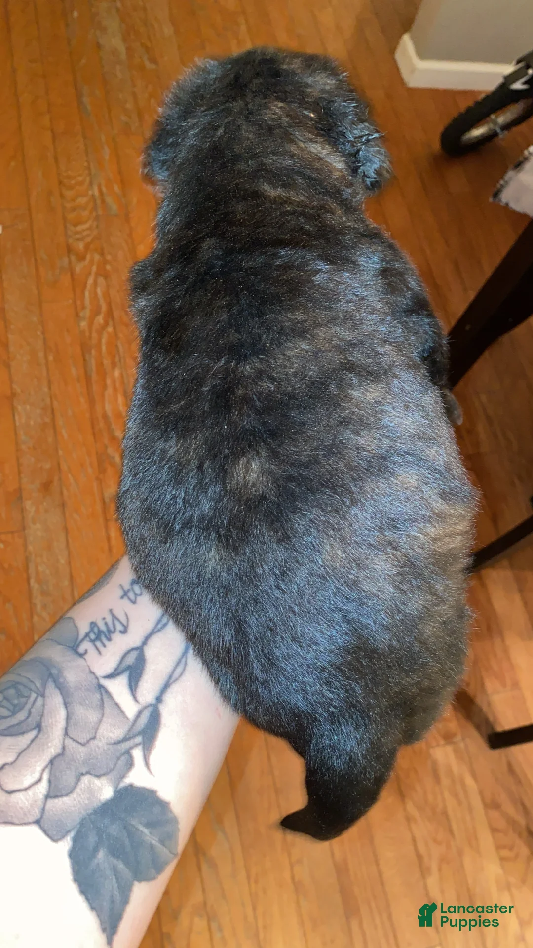 English Mastiff dogs for sale: English Mastiff Puppy 1 - Ad 4