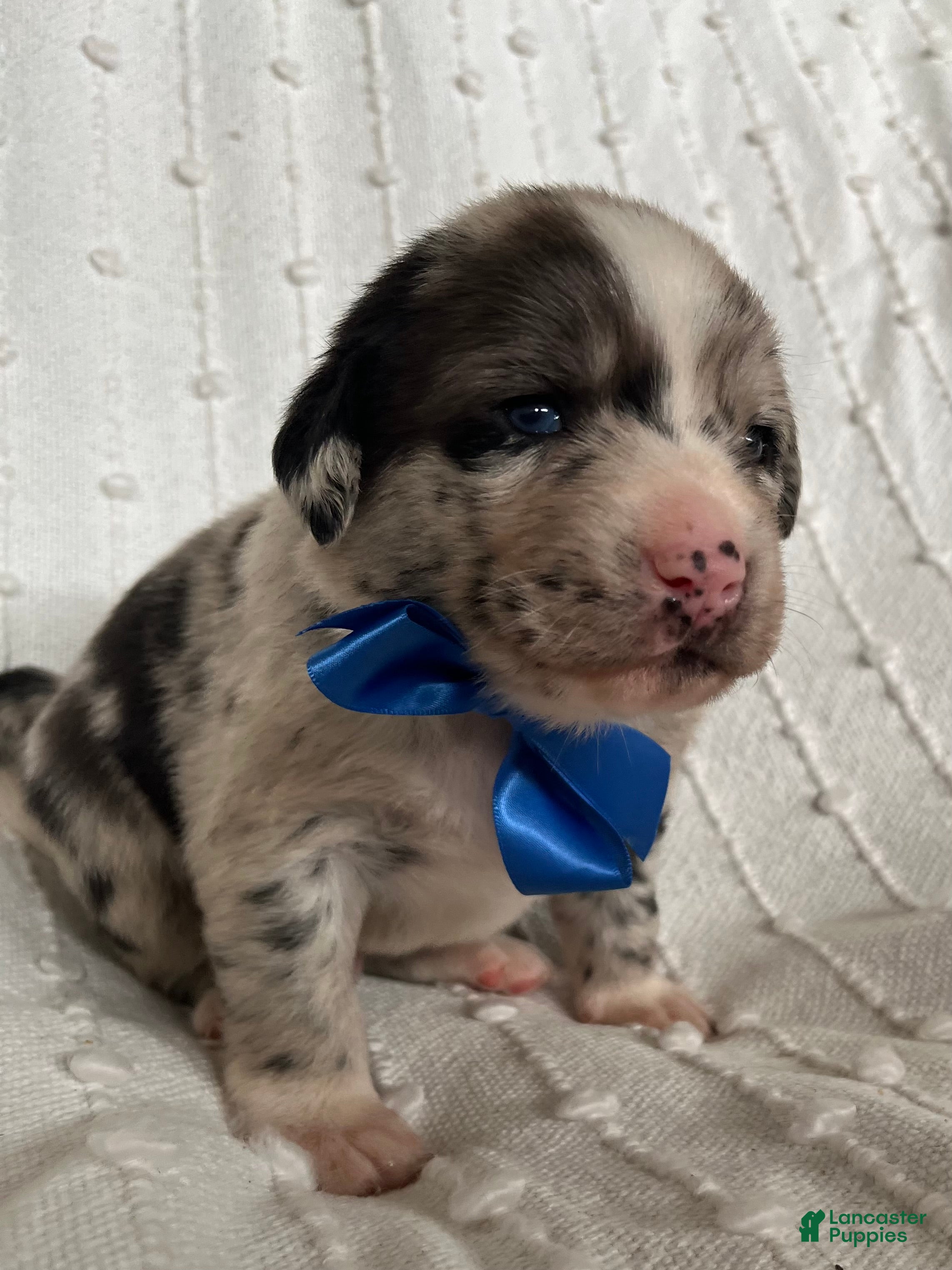 Mixed Breed dogs for sale: Cooper - Ad 4
