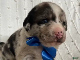 Mixed Breed dogs for sale: Cooper - Ad 4