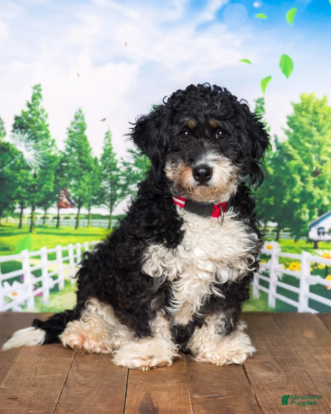 Mini Bernedoodle dogs for sale: Mini Bernedoodle 2 - Ad 3