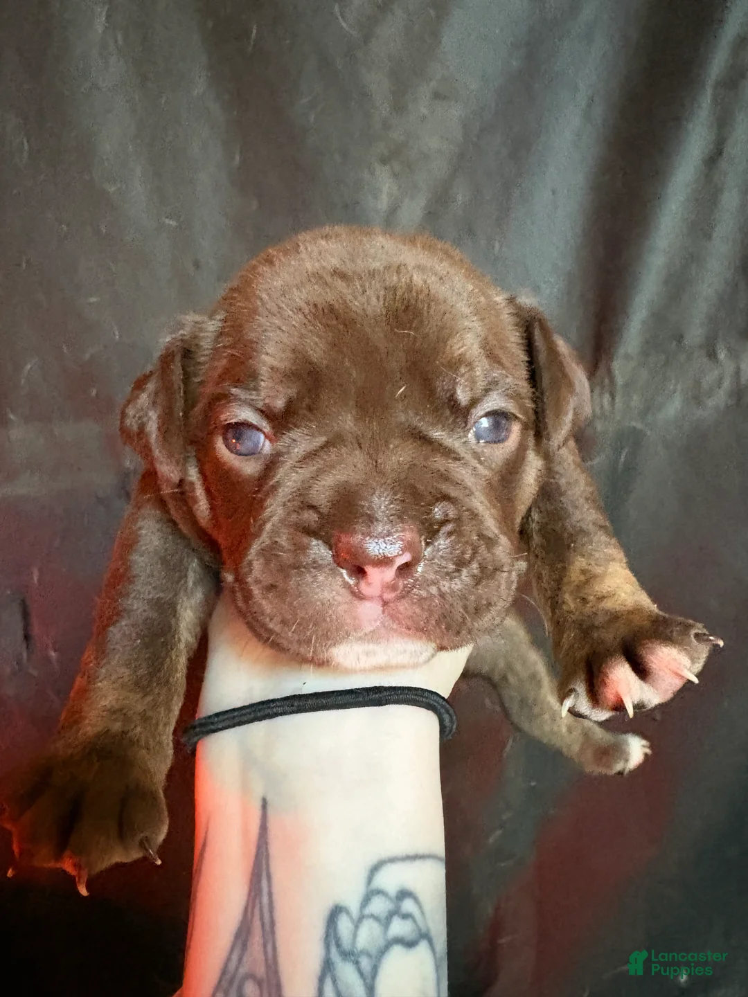 Olde English Bulldogge dogs for sale: Olde English Bulldogge Puppy 1 - Ad 2