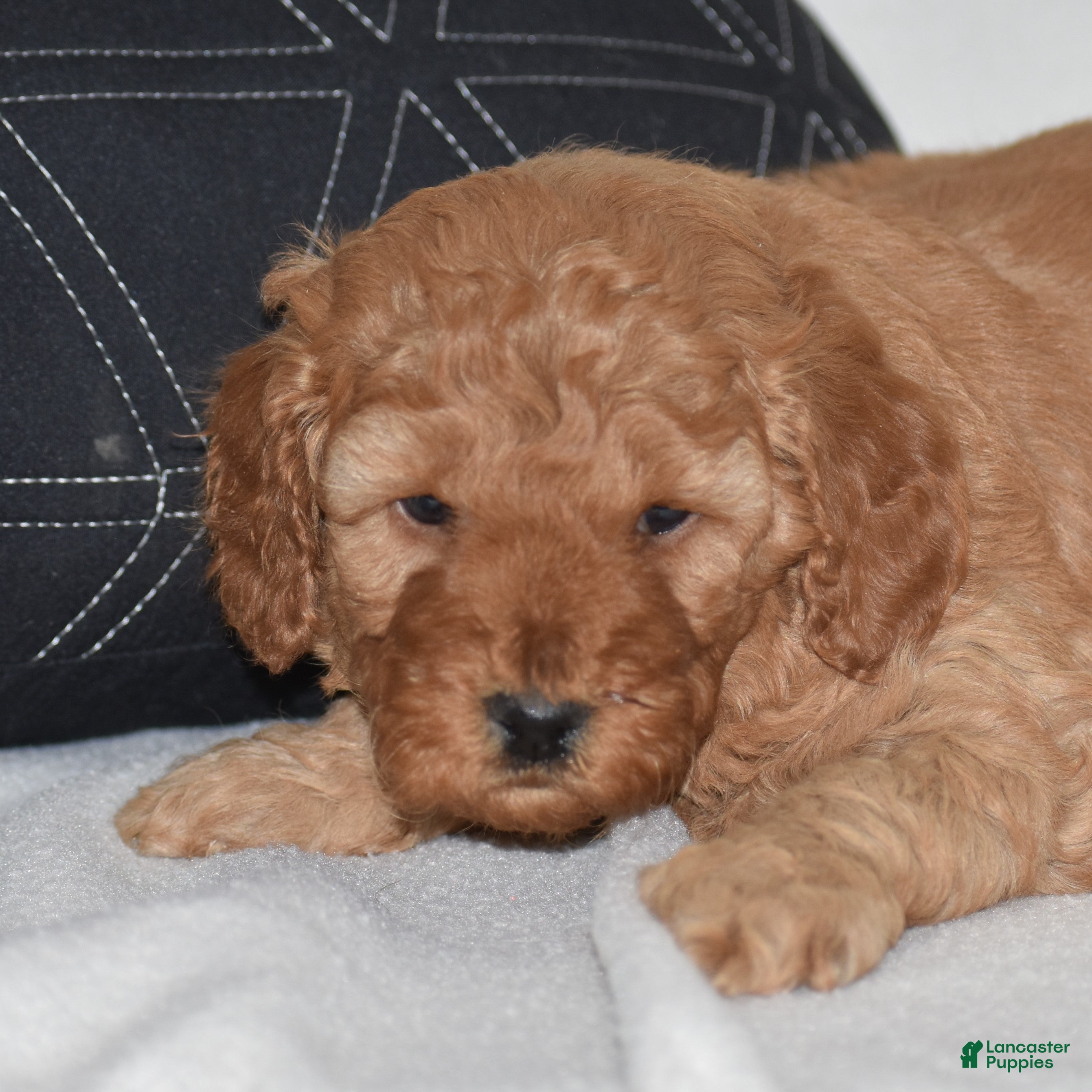 Mini Goldendoodle dogs Whitney - Ad 2