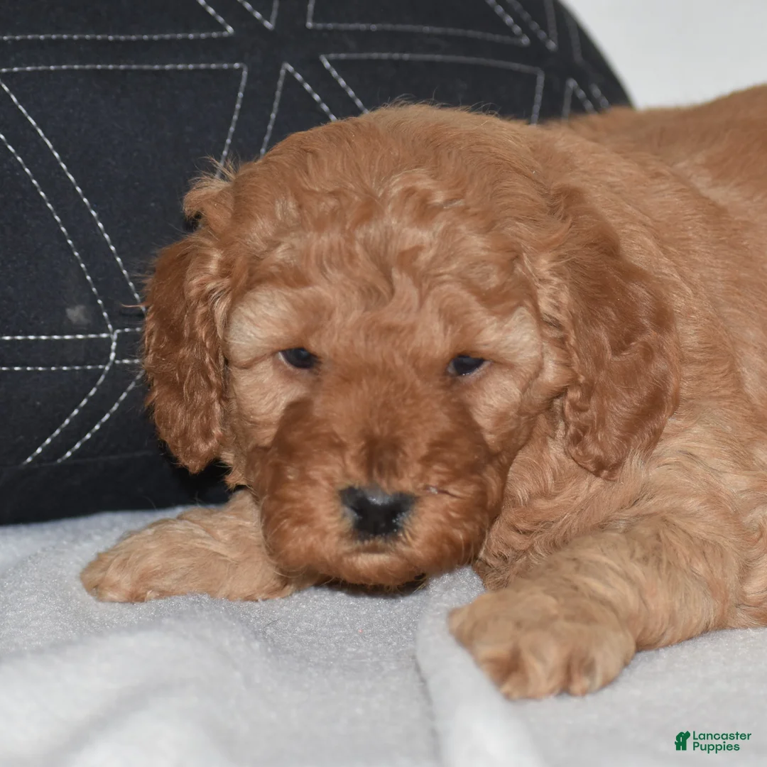 Mini Goldendoodle dogs for sale: Whitney - Ad 2