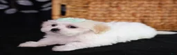 Teddy Bear dogs for sale: Clara - Ad 7