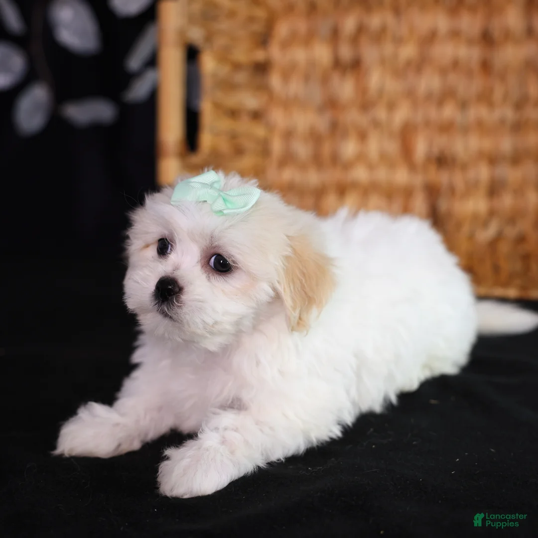 Teddy Bear dogs for sale: Clara - Ad 7