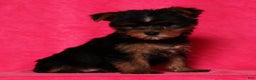 Yorkshire Terrier dogs for sale: Amber - Ad 7