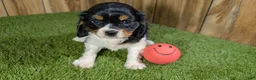 Cavalier King Charles Spaniel dogs for sale: Bessie Girl 1 - Ad 3