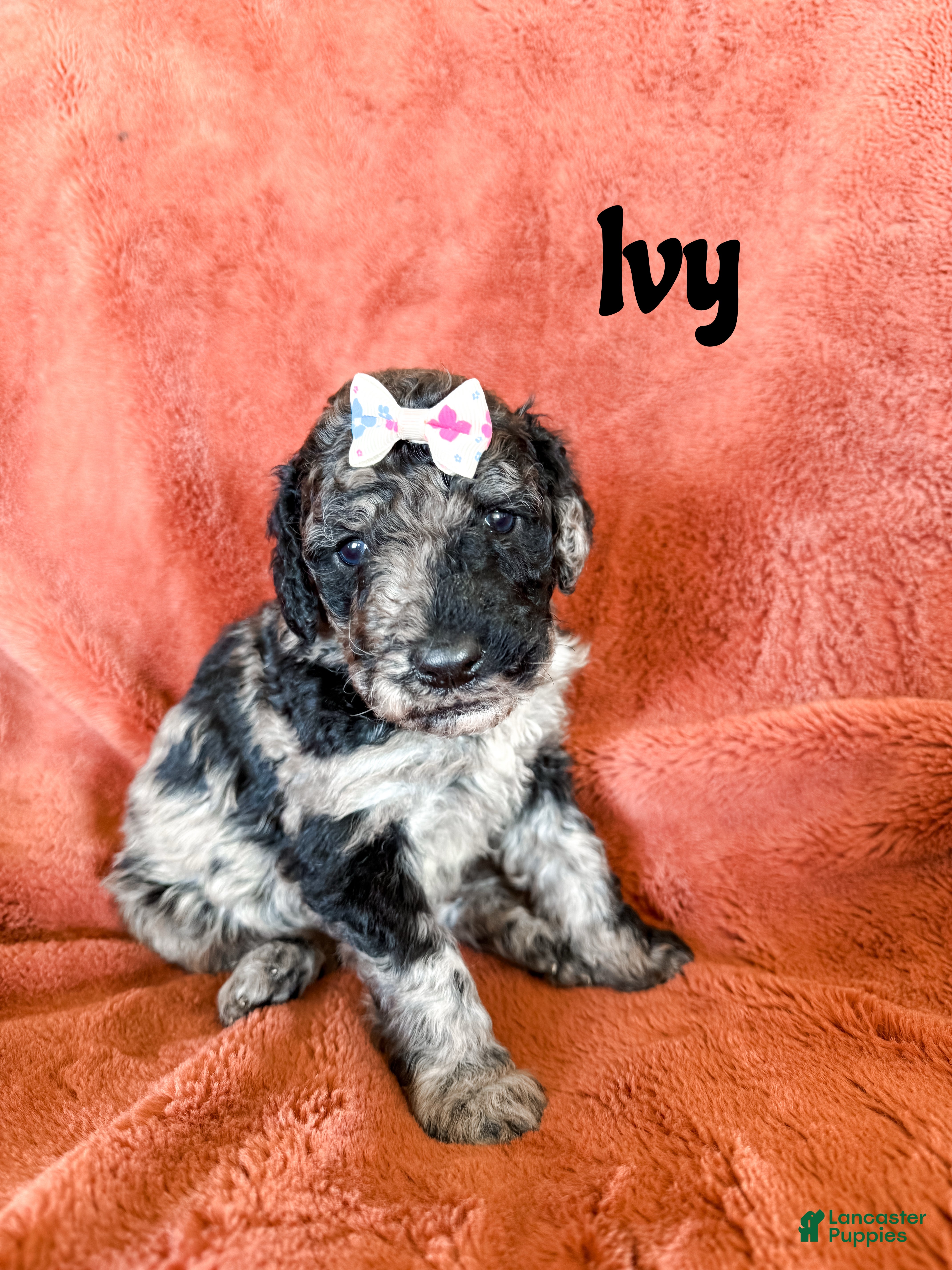 Goldendoodle dogs Ivy - Ad 41