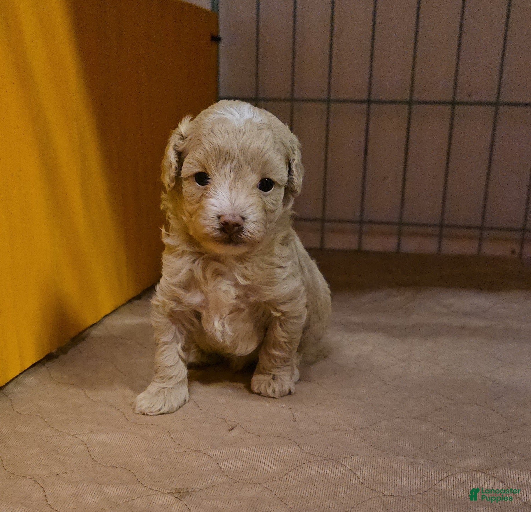 Maltipoo dogs Pooh - Ad 14