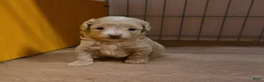 Pooh