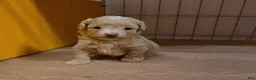 Maltipoo dogs for sale: Pooh - Ad 1