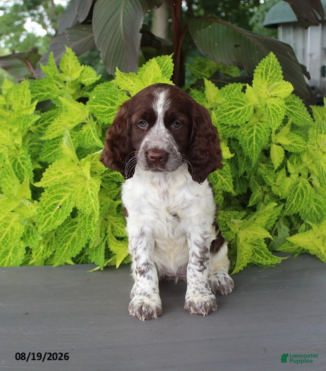 English Springer Spaniel dogs for sale: Misty - Ad 1