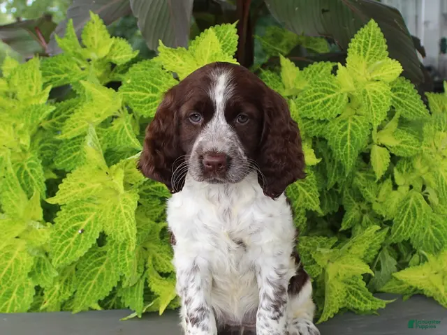 English Springer Spaniel dogs for sale: Misty - Ad 1