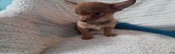Chihuahua dogs for sale: Tim - Ad 3