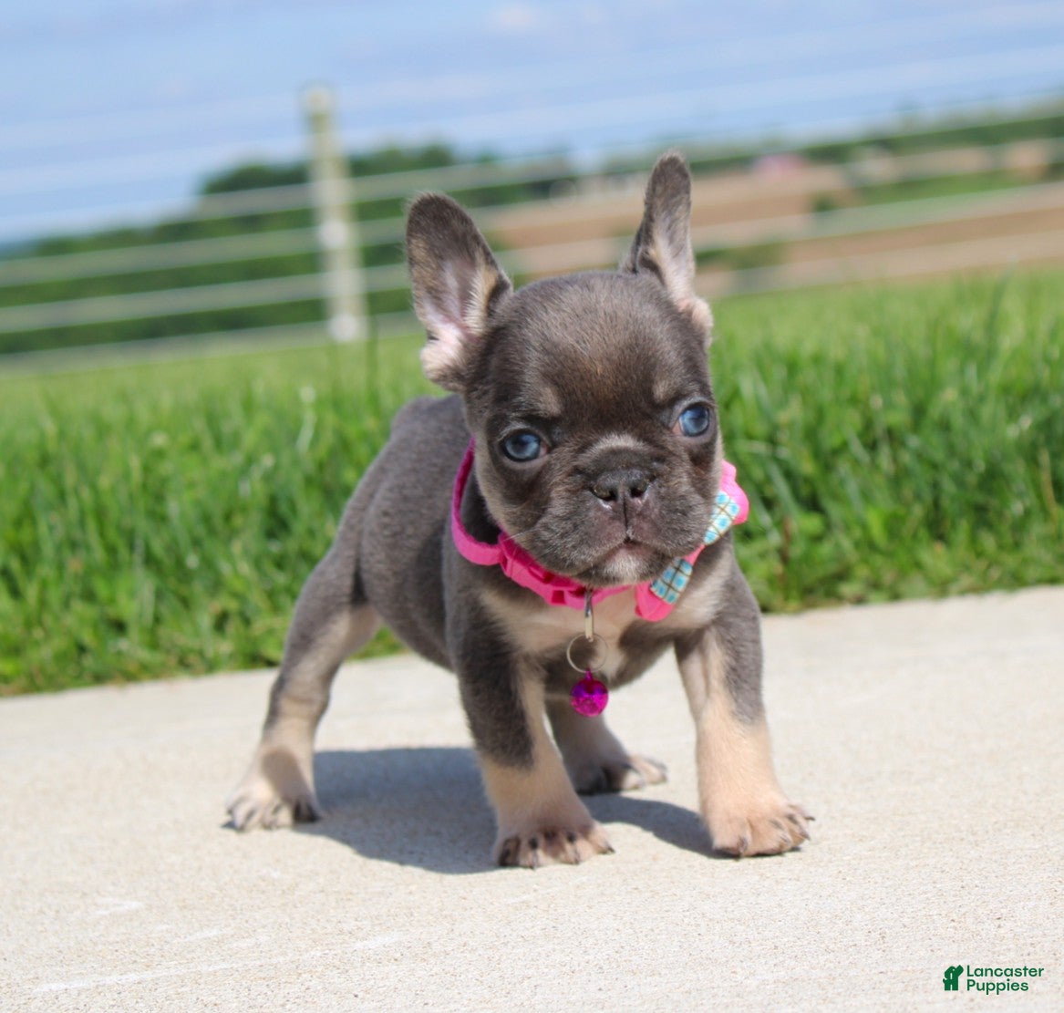 French Bulldog dogs Stella - Ad 2