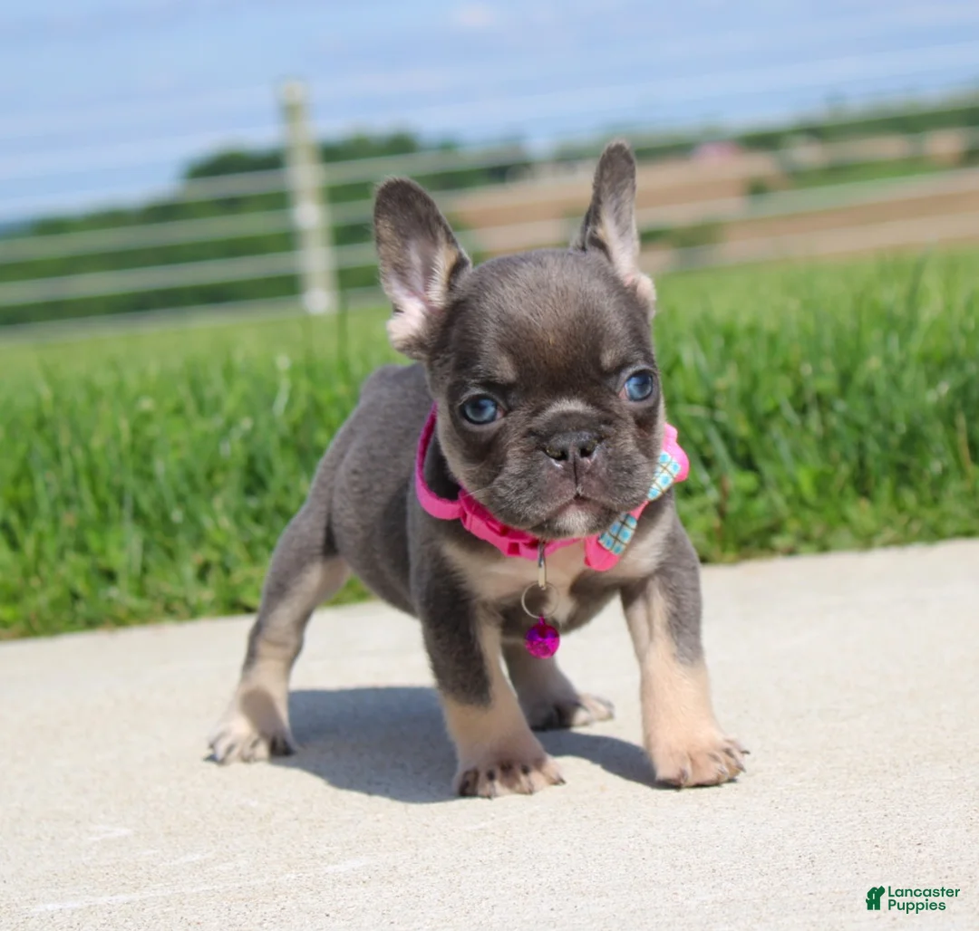 French Bulldog dogs for sale: Stella - Ad 2