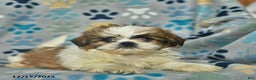Shih Tzu dogs for sale: Merry - Ad 3