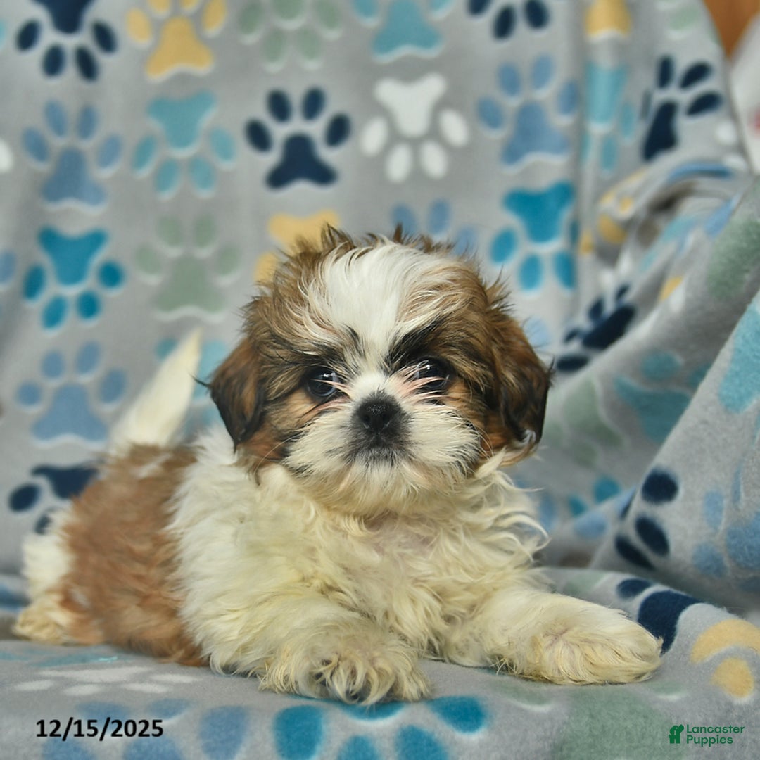 Shih Tzu dogs for sale: Merry - Ad 3