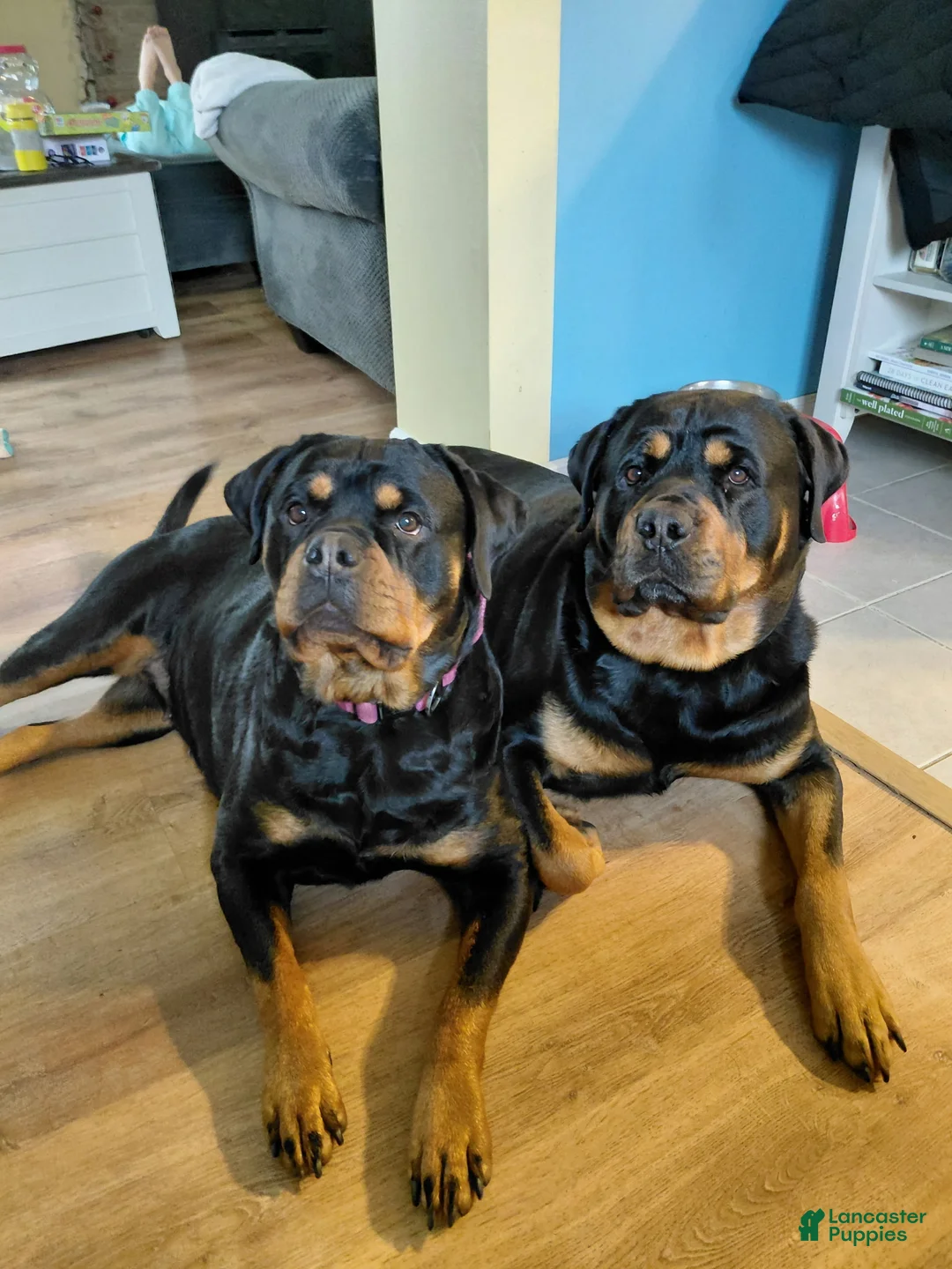 Rottweiler dogs for sale: Rottweiler Puppy 6 - Ad 2