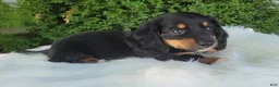 Miniature Dachshund dogs for sale: Venture  - Ad 11