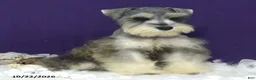 Miniature Schnauzer dogs for sale: Lady - Ad 4