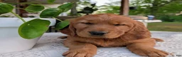 Golden Retriever dogs for sale: Hazel - Ad 2